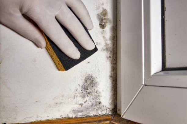 Reliable Paris, MO Mold Removal Solutions